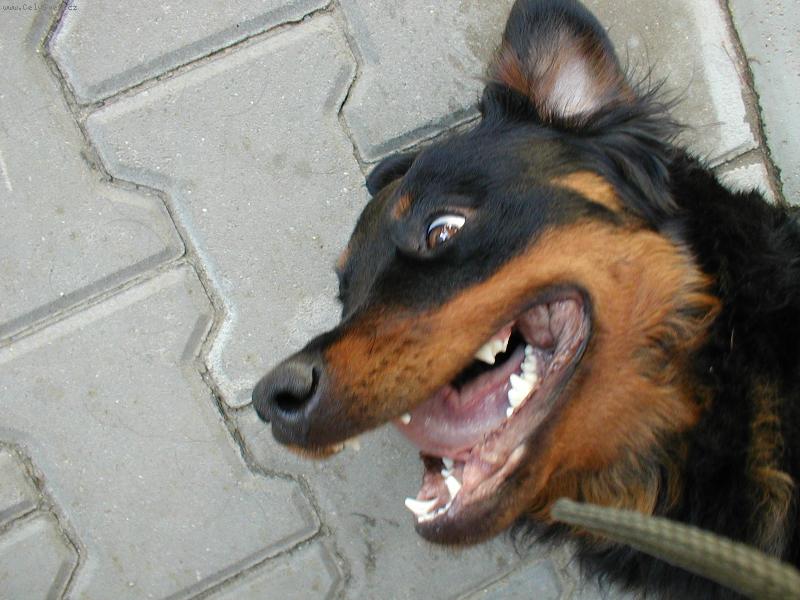 Foto: Sranda ? P�ejde......-moc se nesm�j