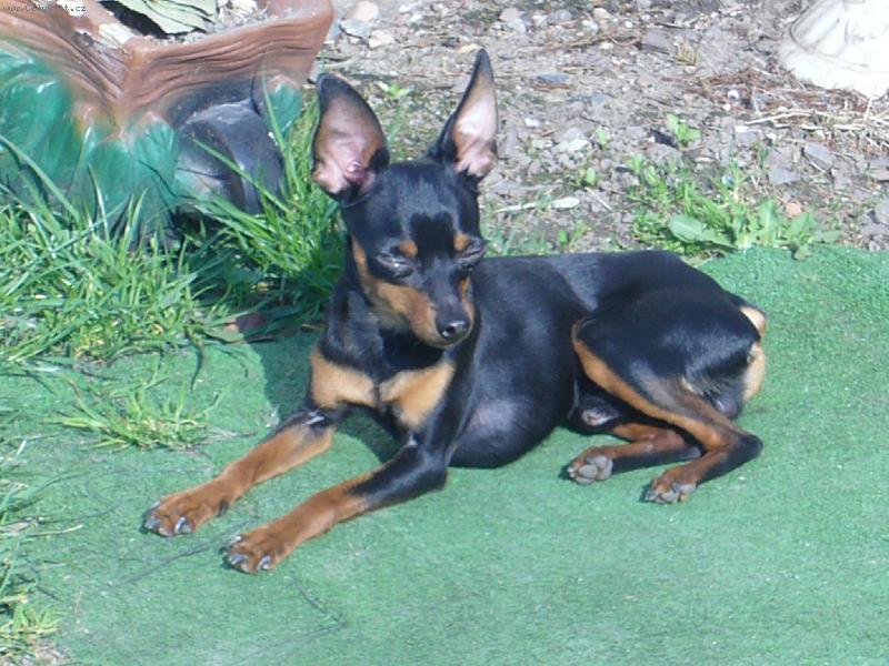 Foto: Opaluj�ci se pes-Rambo