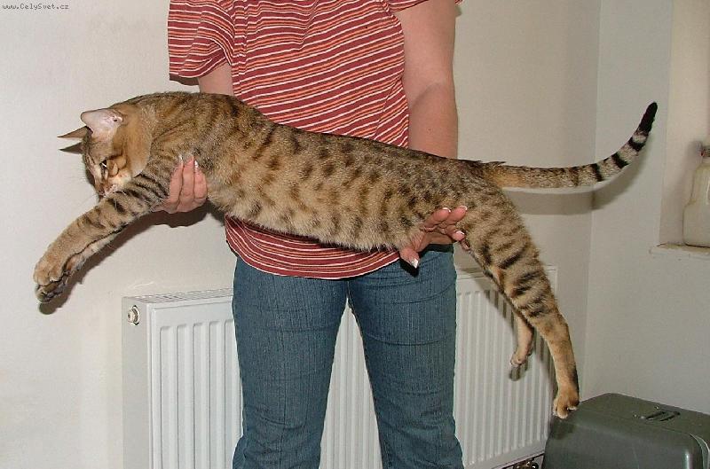 Foto: Savanov� ko�ka- kocour Aabu F5