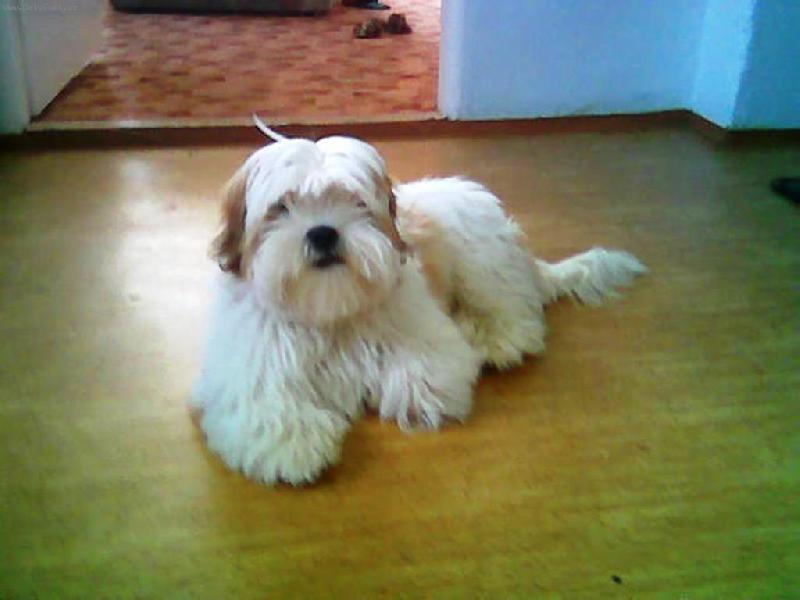 Foto: KIMI-www.lhasaapso.wz.cz