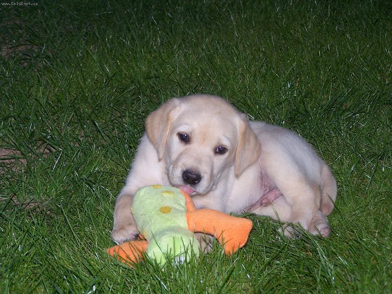 Foto: N� mazl��ek Ri�