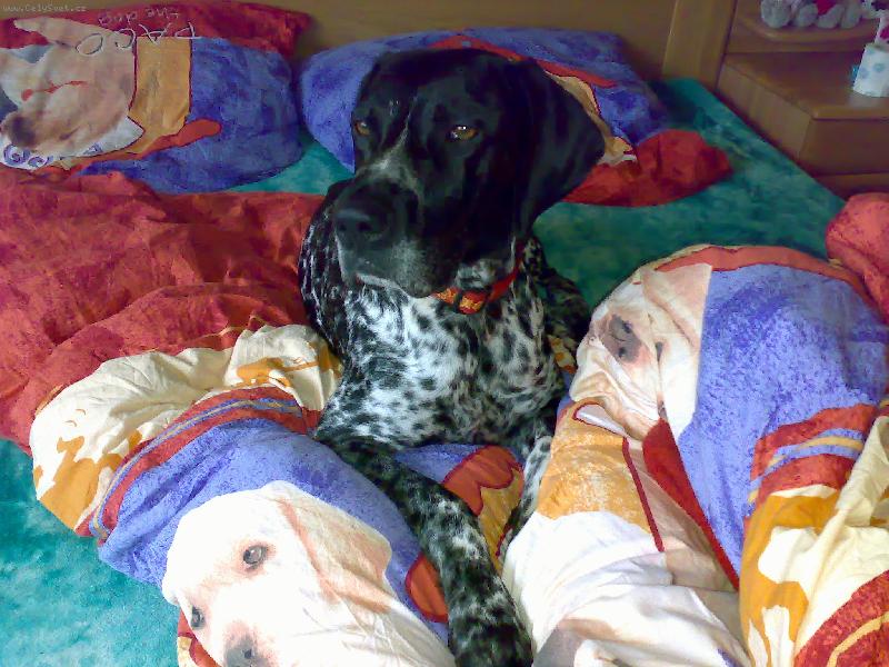 Foto: Dyk v pe�in�ch