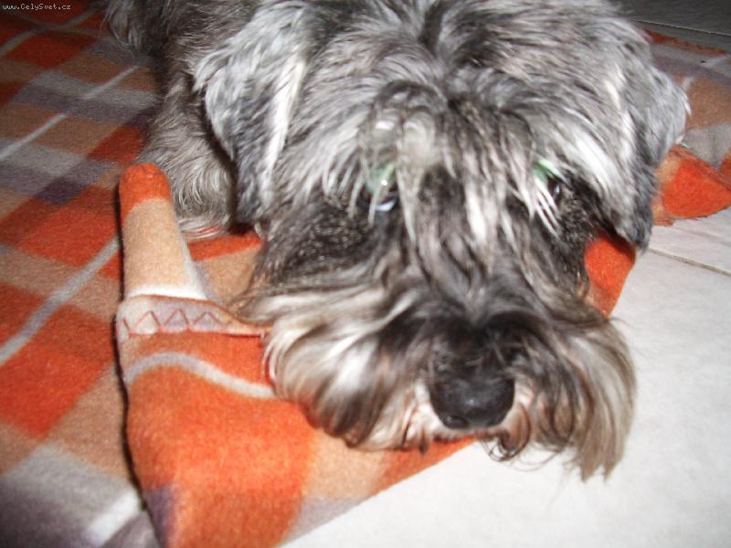 Foto: Daphne-Daphne ma velkou trpelivost - umi cekat