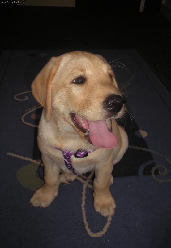 Foto: Moje  l�ska-Britu�a -8 t�dnu