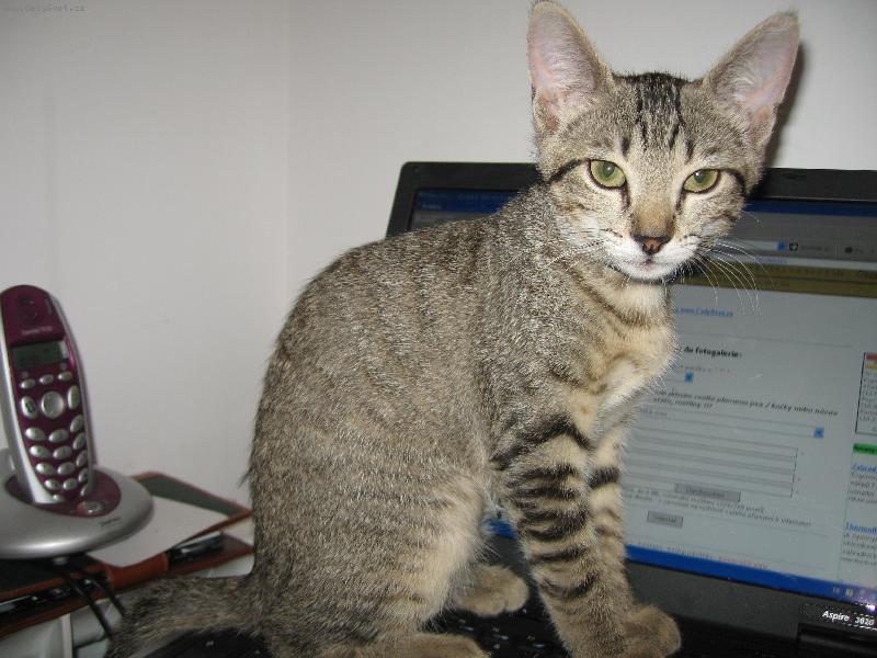 Foto: Cho-Cho-To je moje kote..