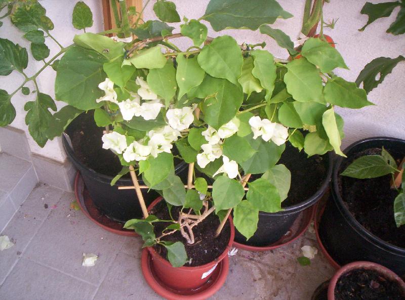 Foto: bug�nvilea - b�l�