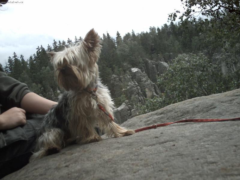 Foto: Matysek horska koza