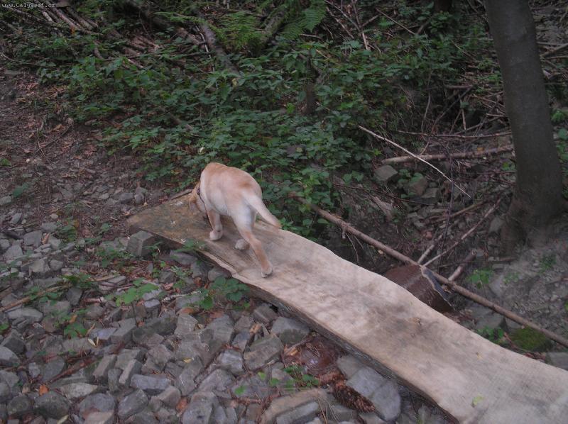 Foto: Pprv� v lese-Zlati�ko moje