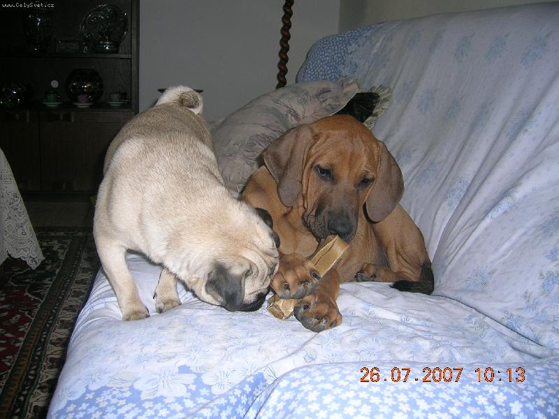 Foto:  Chov.st. Tosa Centrum-Asami a Frideri�ka