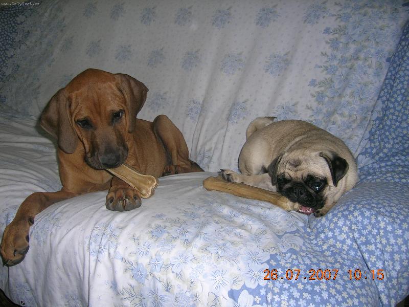 Foto: ch.st. Tosa Centrum-Asami a Frideri�ka