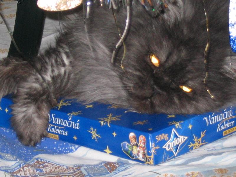 Foto: V�no�n� d�re�ek-Mike�ek a v�noce