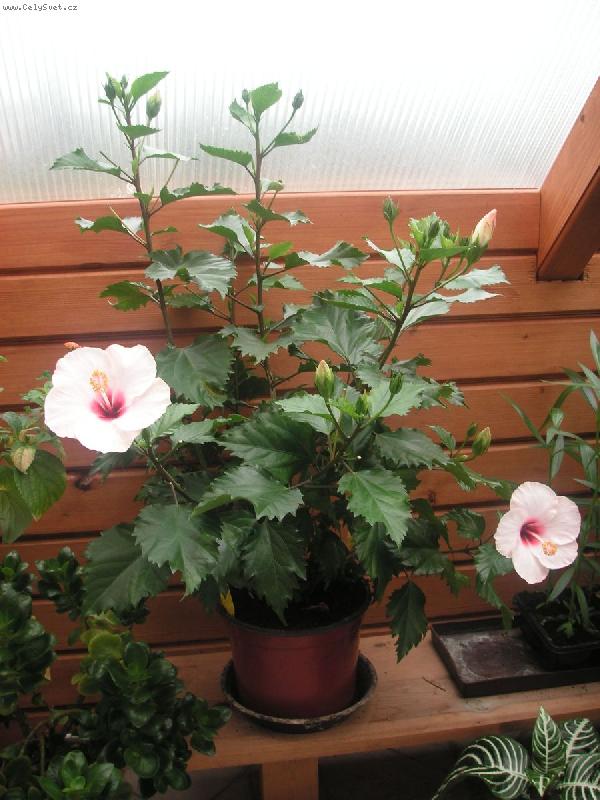 Foto: ibi�ek-m�j ibi�ek