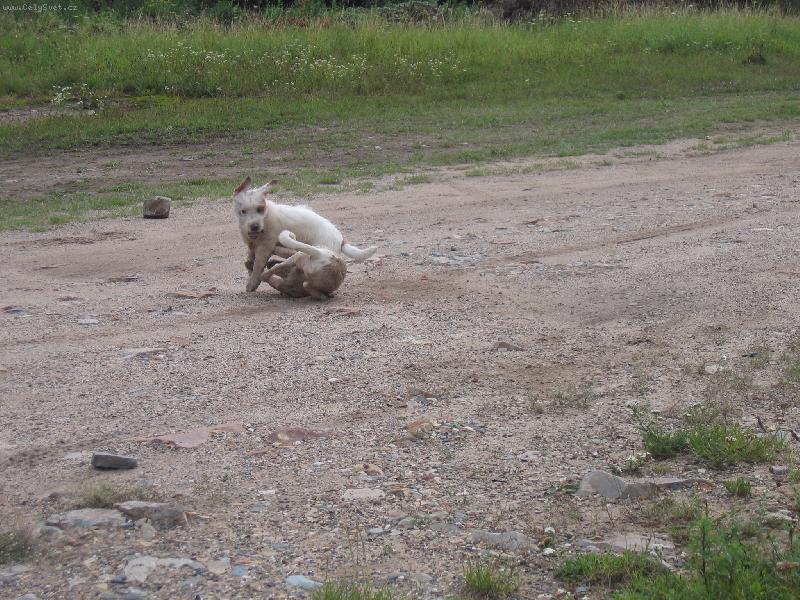 Foto: Arven ras� Annie :)))