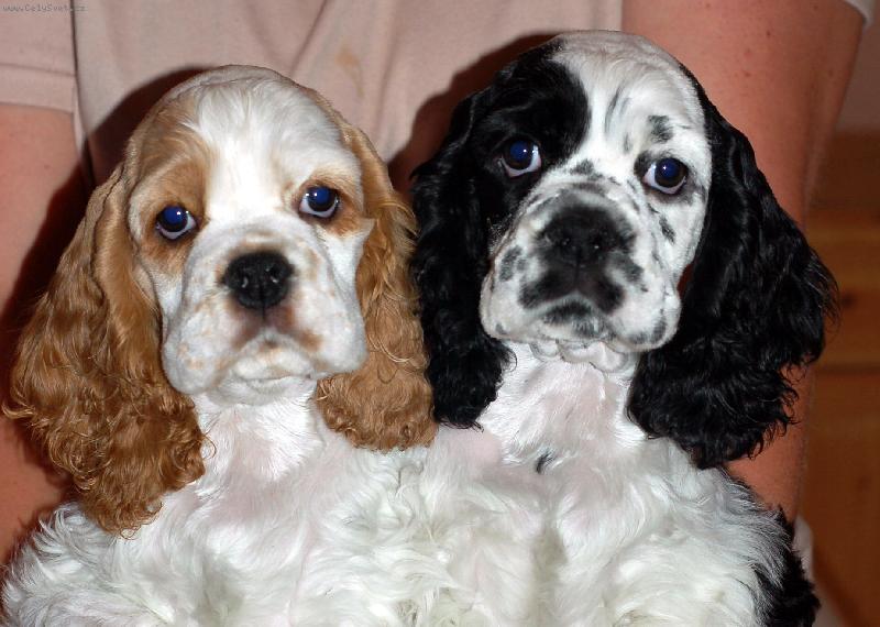 Foto: ps� sle�ny