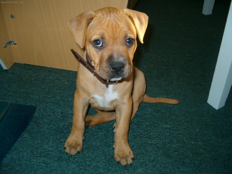 Foto: S�ba-�estim�s��n� miminko