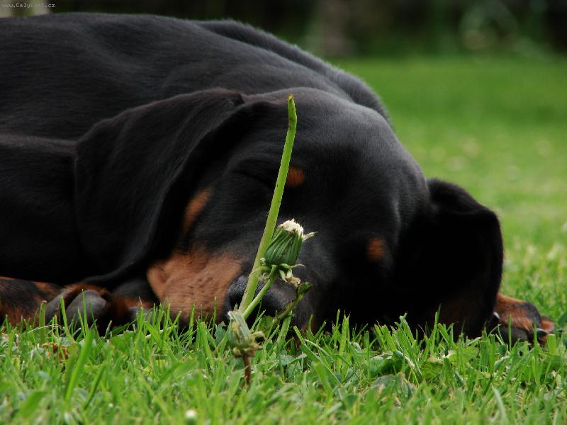 Foto: cca 3 m�s�ce