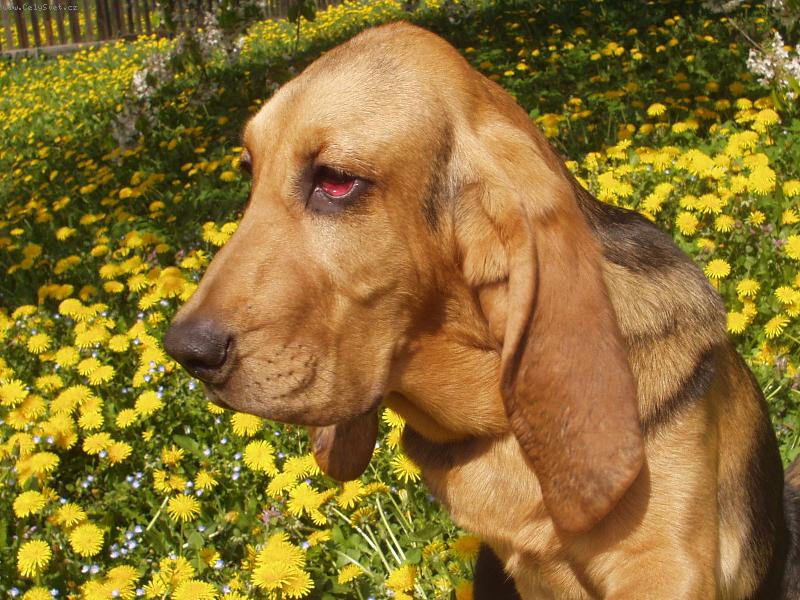 Foto: Portr�t-Blair Iseb