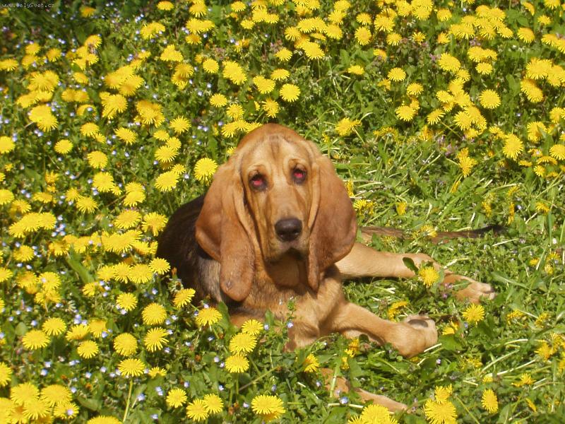 Foto: Siesta v pampeli�k�ch-Blair Iseb