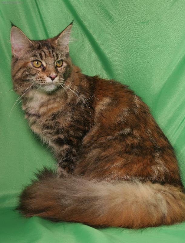 Foto: na�e �elvi�ka Catya p�lro�n�