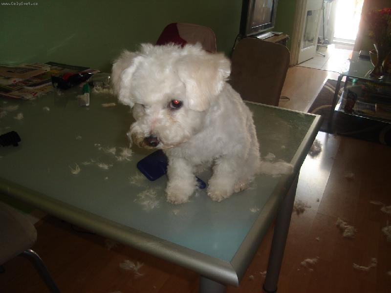 Foto: vivinka-vivinka a novy strih