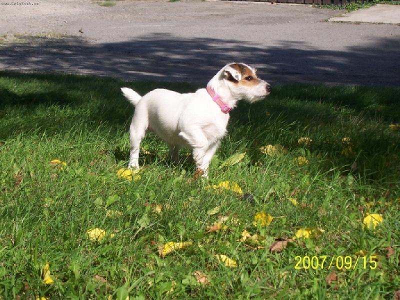 Foto: Wabira Drapichrust-Ve st�ehu