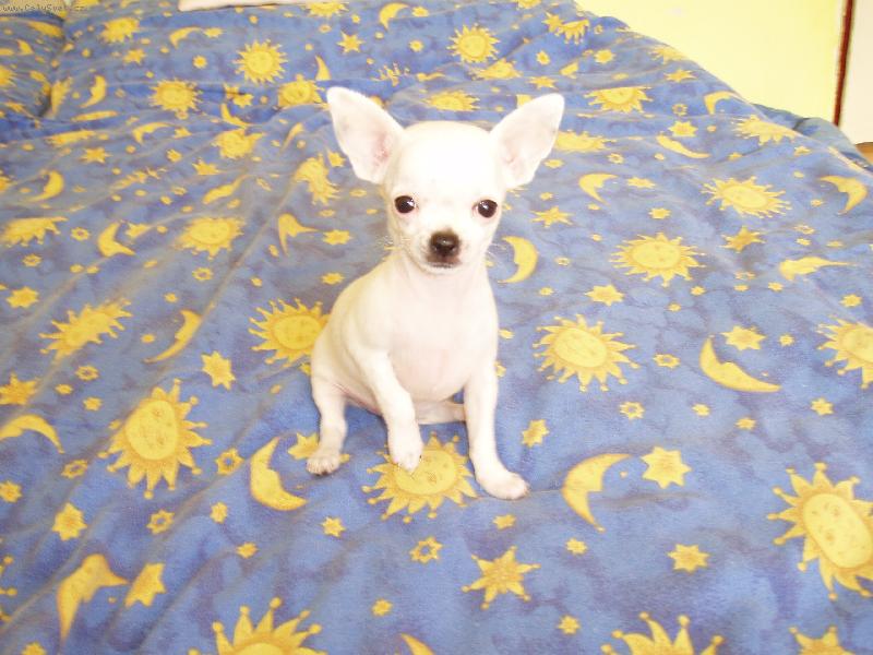 Foto: Jassinka jako �t���tko