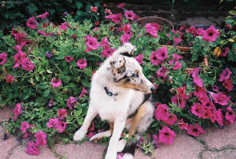 Foto: Zase mezi kytkama