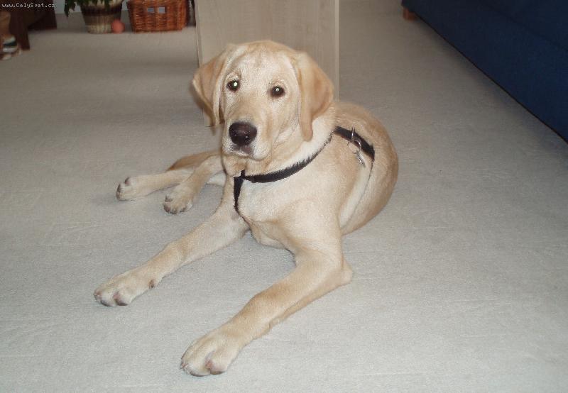 Foto: Britka-19-t�dn�