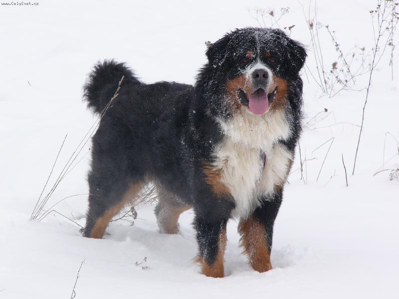 Foto:  Baddy-N� dom�c� mil��ek