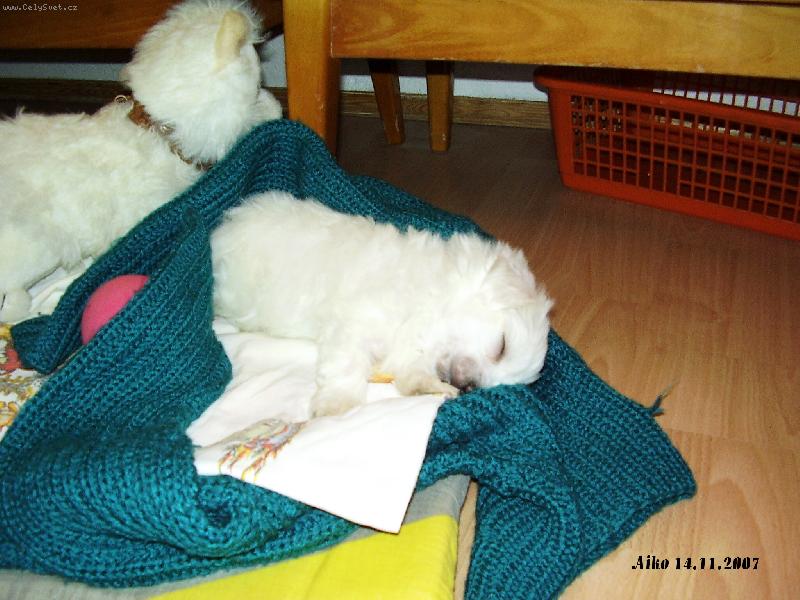 Foto: Aiko-�es� t��d�ov