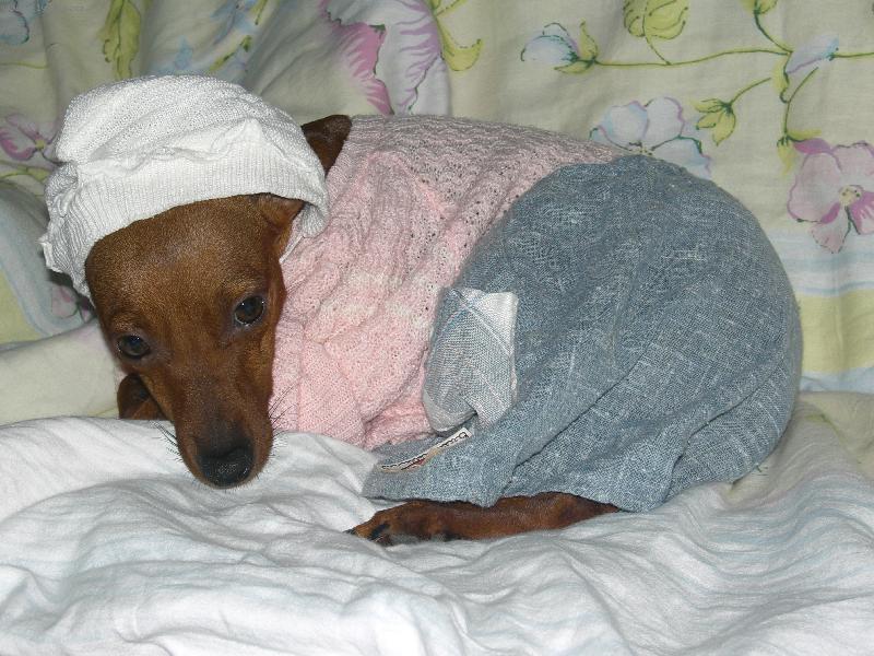 Foto: Wespe-Hotov� modelka!!!