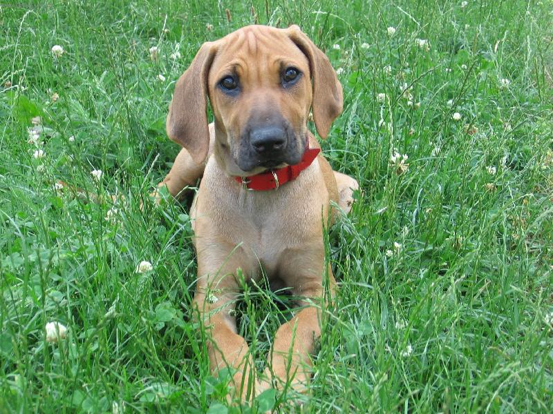 Foto: Jack v tr�v�:-)