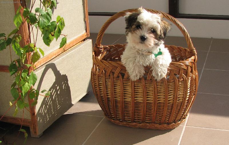 Foto: Unaven� tro�i�ku, oddychujem v ko���ku.