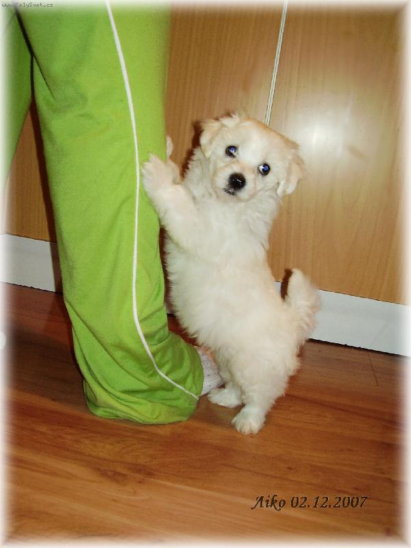 Foto: Aiko-Aiko pros�