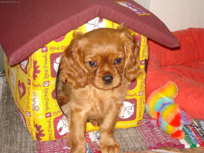 Foto: Anetka ve sv� boudi�ce