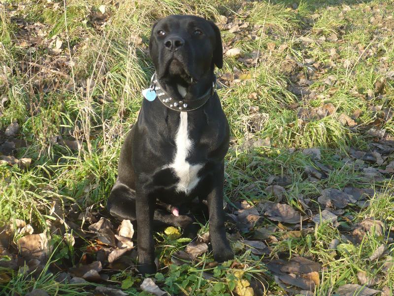 Foto: Ares-Ares Natalis