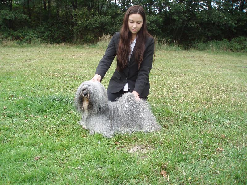 Foto: Lhasa Apso-CASPER Hestiin chr�m