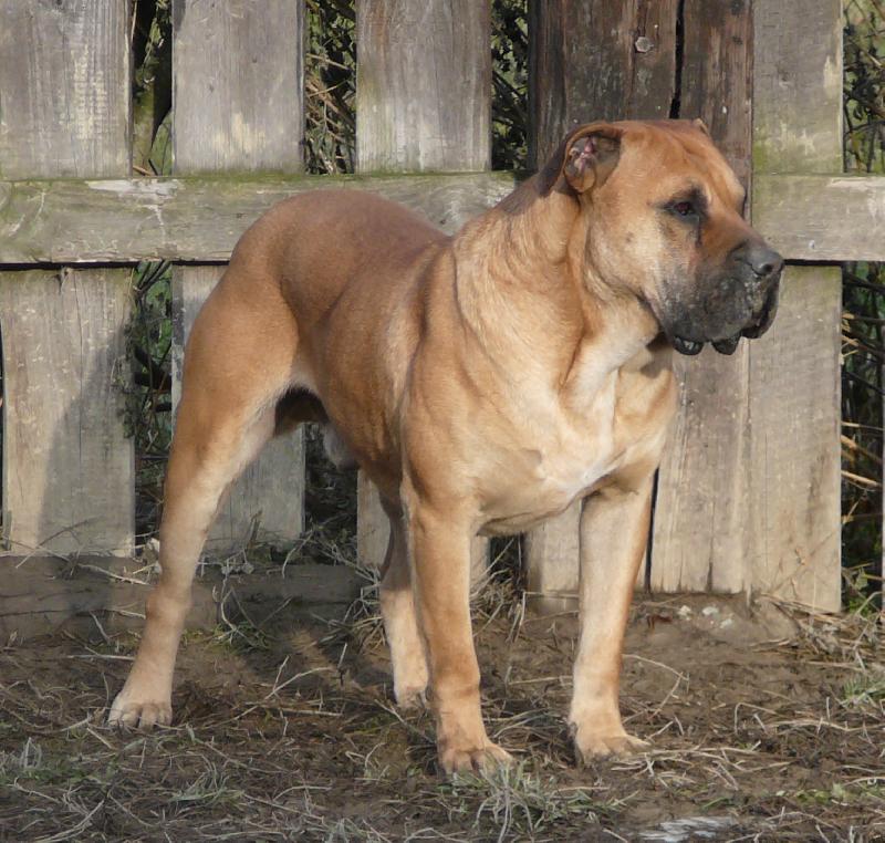 Foto: Tinor Xanti Land-Ch.st.Chamjan cz