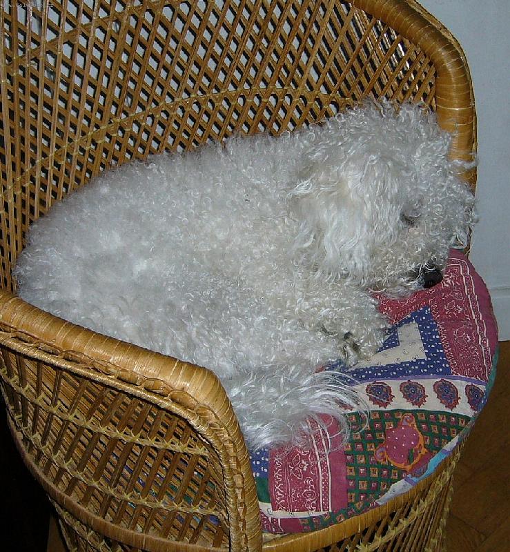 Foto: Am�k II. v k�esle-Ta televize m� opravdu uspala