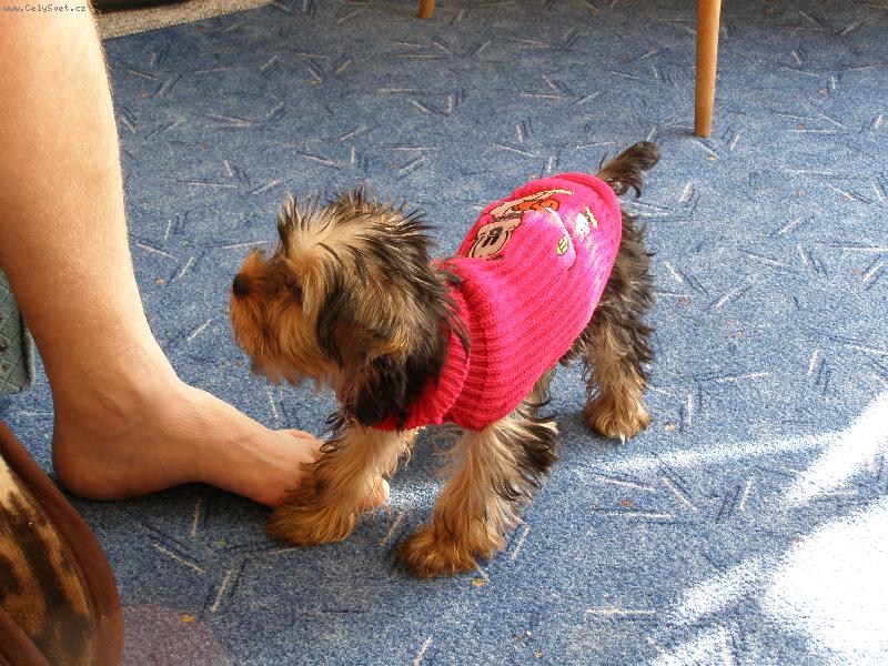 Foto: M�in nov� svetr