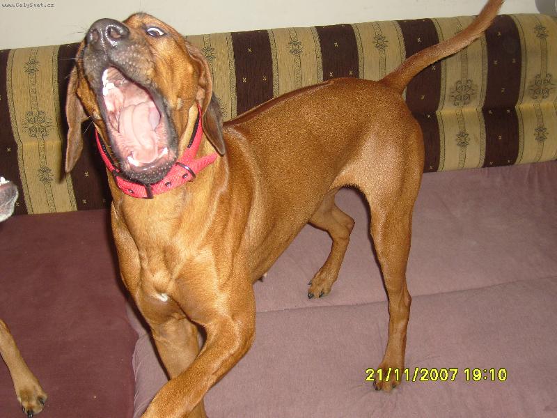 Foto: ridgebacka mia-jdu chr�pat