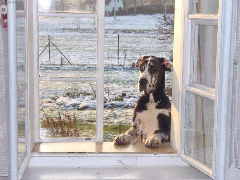 Foto: Abby - Andromeda Chotuck� hv�zda