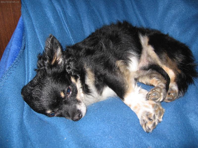 Foto: spink�-Chilli