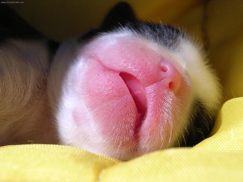 Foto: �t���tko B�ra