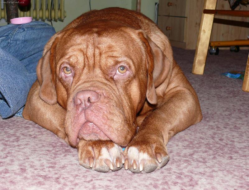 Foto: V�no�n� Gabo-Nojo, no. A je po v�em