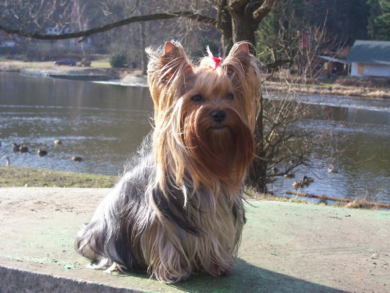 Foto: Bessy u �eky-Bessy u �eky