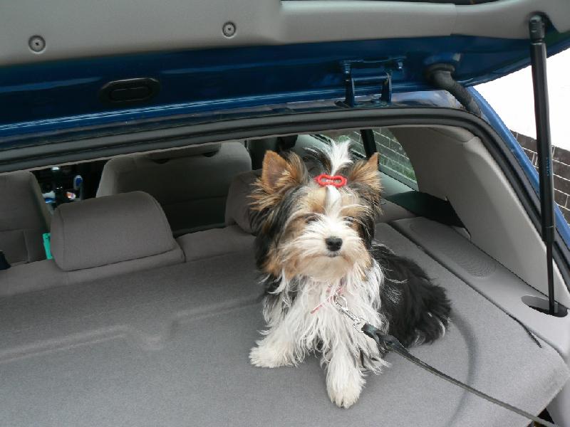 Foto: www.york-biewer-terier.cz-auto to m�m r�da