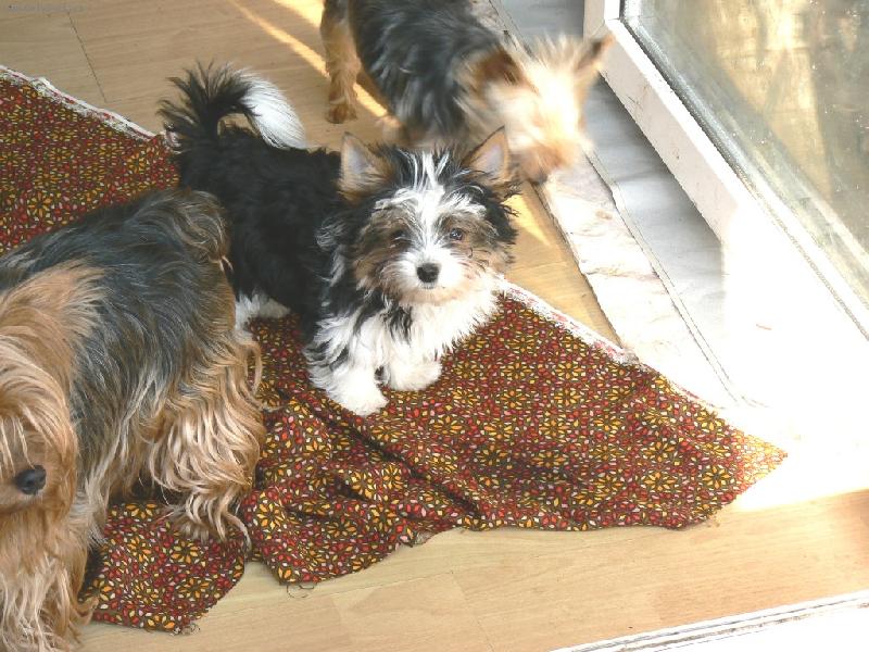 Foto: www.york-biewer-terier.cz-na�e poklady