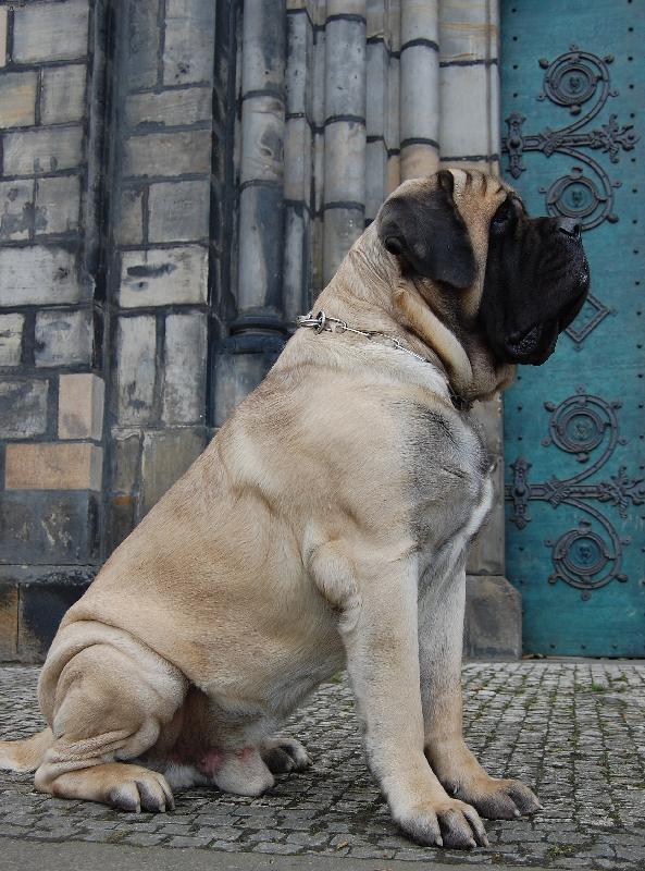 Foto: Westgort Anticipation-12/2007