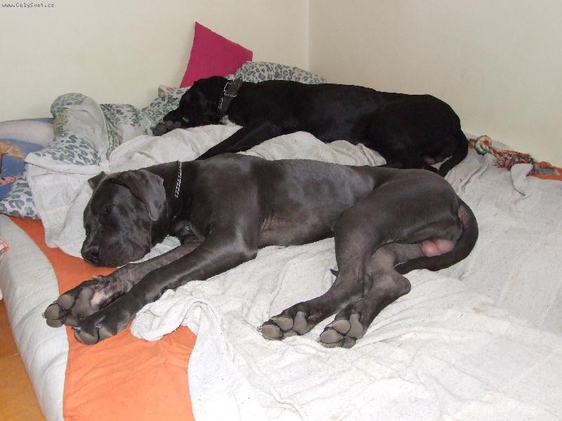 Foto: To je veget-Caliber,Kasper